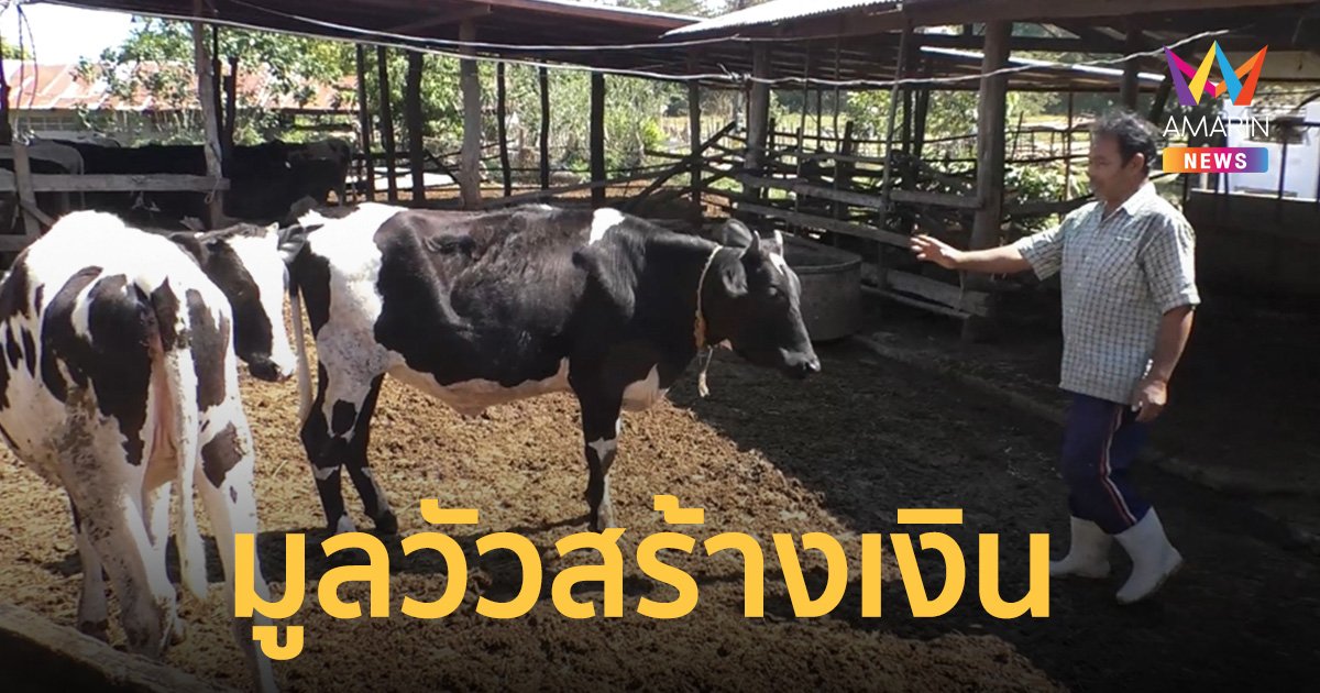 "มูลวัว" สร้างเงิน ไม่ทิ้งเปล่า กรอกใส่ถุงขาย รายได้งาม   