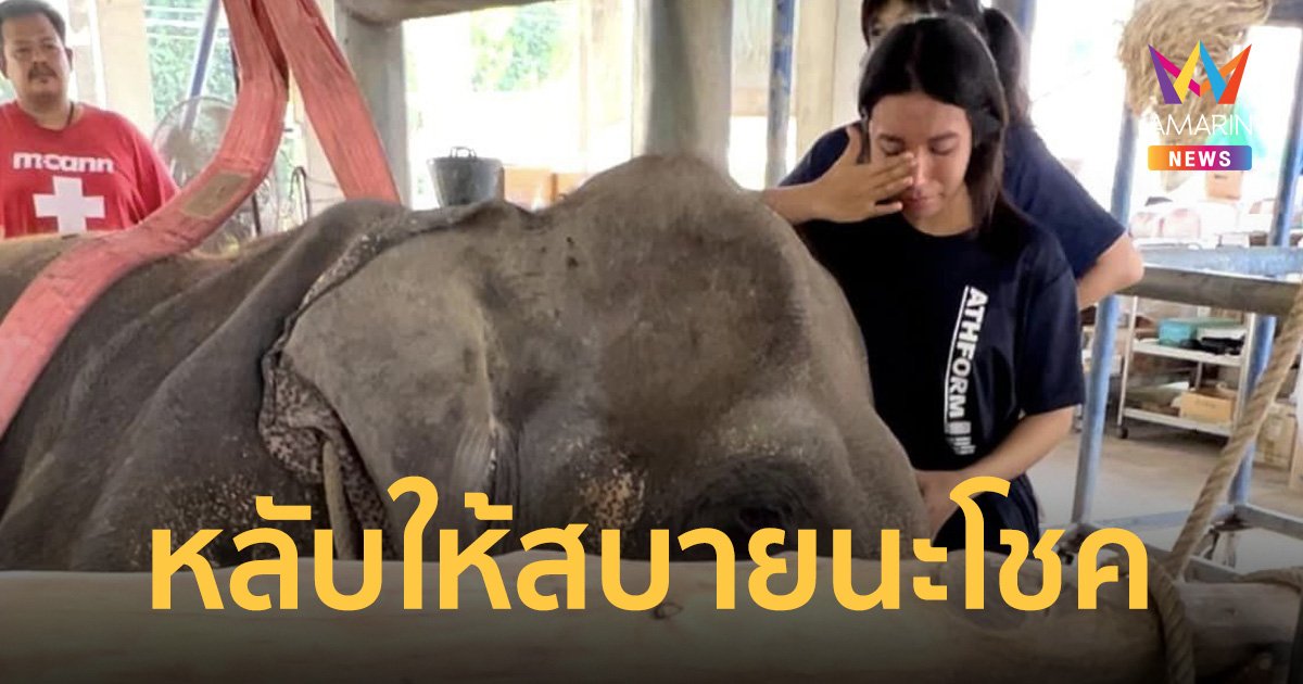 สุดเศร้า "หมอโบว์" โพสต์ "สีดอนำโชค"ตายแล้ว เผย รอหมอจนนาทีสุดท้าย