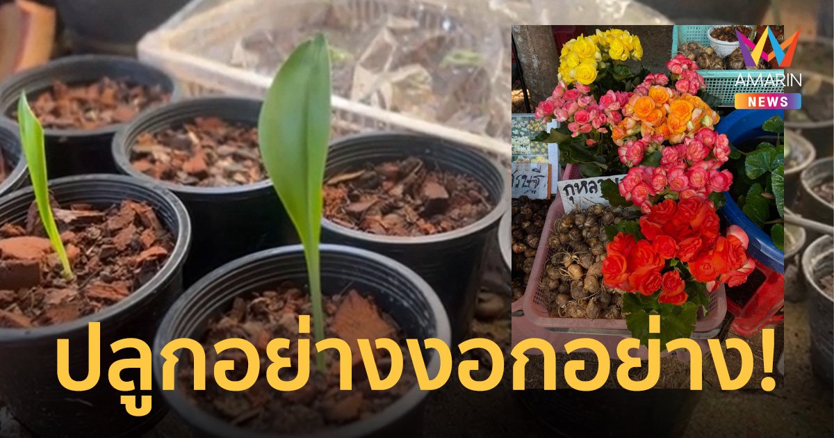 หนุ่มช้ำ ซื้อ "กุหลาบนางฟ้า" มาปลูกแต่งอกออกมาเป็น "ว่านสี่ทิศ"