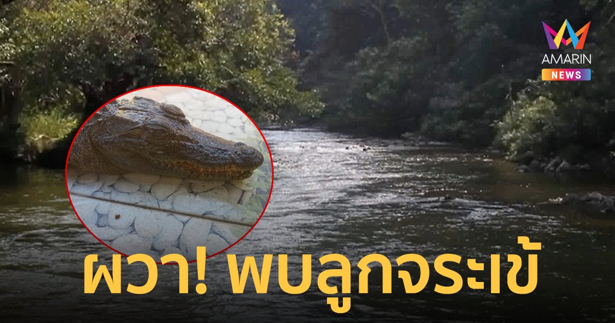 ผวา! ชาวบ้านพบลูกจระเข้ในแม่น้ำซองกาเรีย ห้ามชาวบ้านและเด็กลงเล่นน้ำ