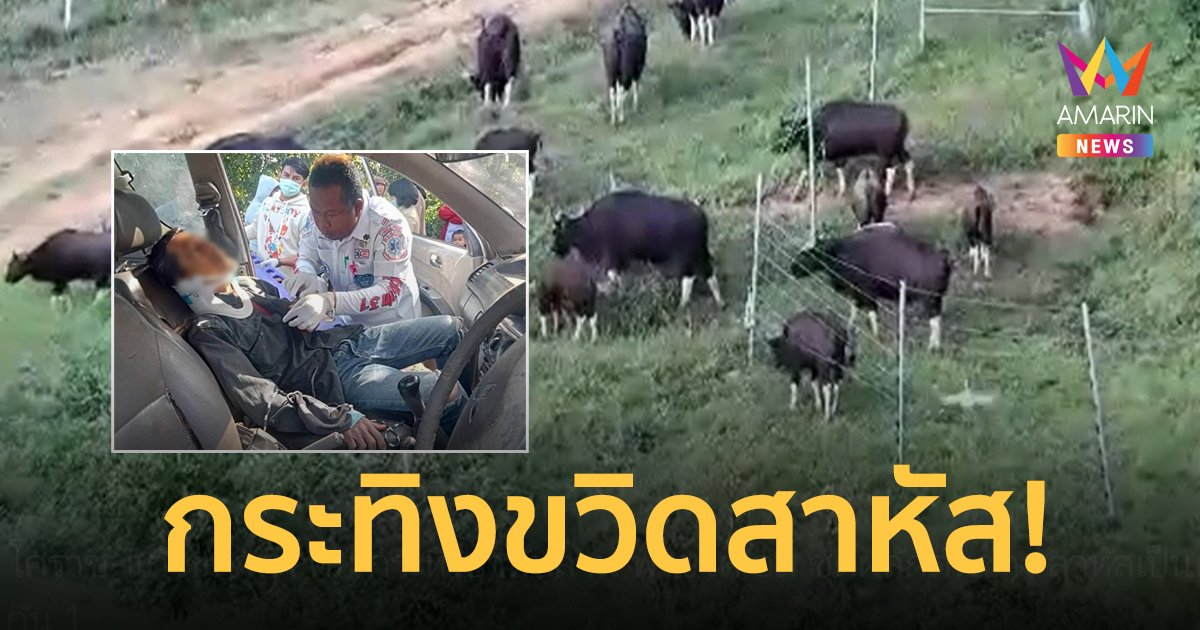 กระทิงทับลาน พุ่งขวิด อส.ชุดผลักดันช้าง ขณะขี่ จยย.ลาดตระเวนอาการสาหัส