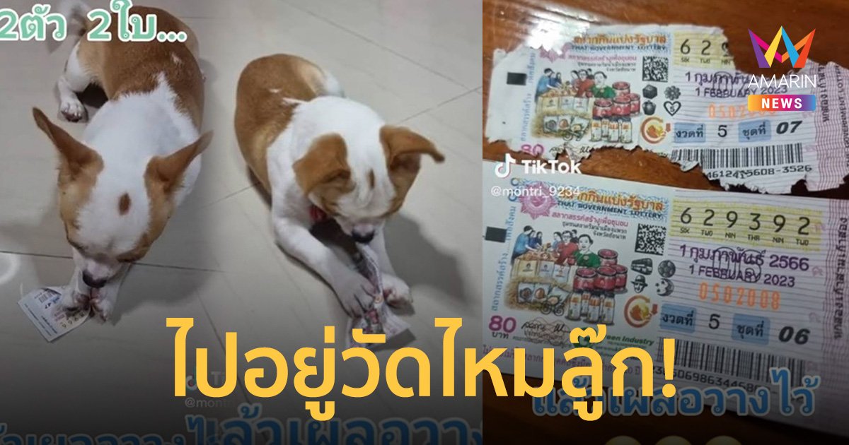 หนุ่มถูกรางวัลเลขท้าย 2 ตัว แต่เผลอวางไว้เจออีกทีถูกหมากินเข้าไปแล้ว