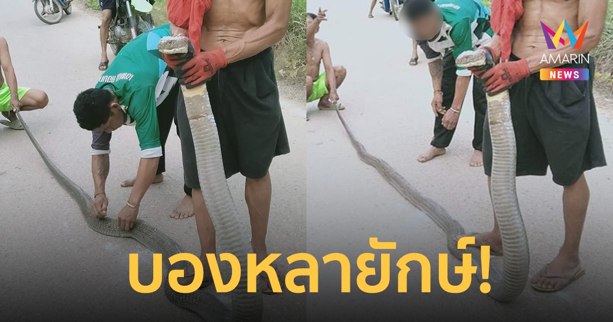 งูบองหลายักษ์! บุกเข้าบ้านชาวบ้าน ล่าสุดช่วยกันจับปล่อยคืนสู่ธรรมชาติแล้ว
