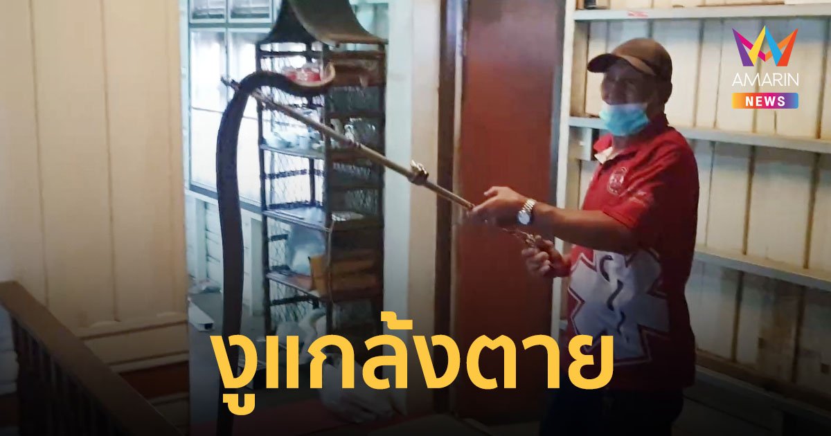 งูเลื้อยเข้าบ้านไปกินหนู ทำเจ้าเล่ห์แกล้งตาย โบราณเชื่อมาให้โชค คอหวยไม่พลาดส่องเลขเด็ด
