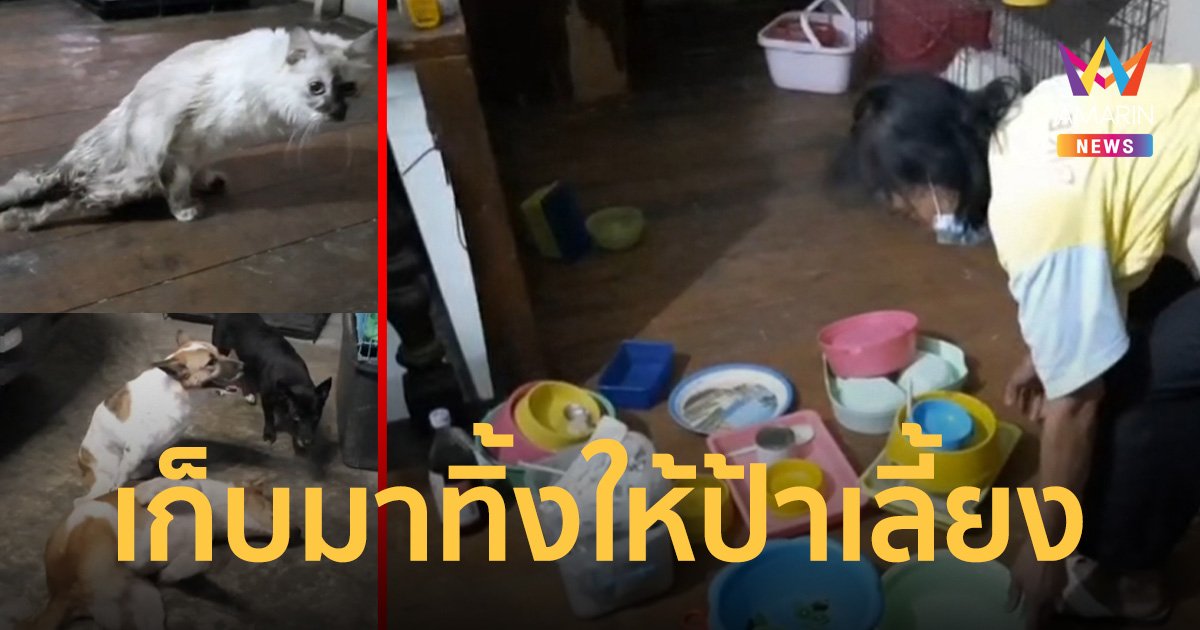 ป้าวัย 72 รับภาระ หลัง สาวคนรู้จักเก็บหมาแมวจรจัดเลี้ยงกว่า 70 ชีวิต
