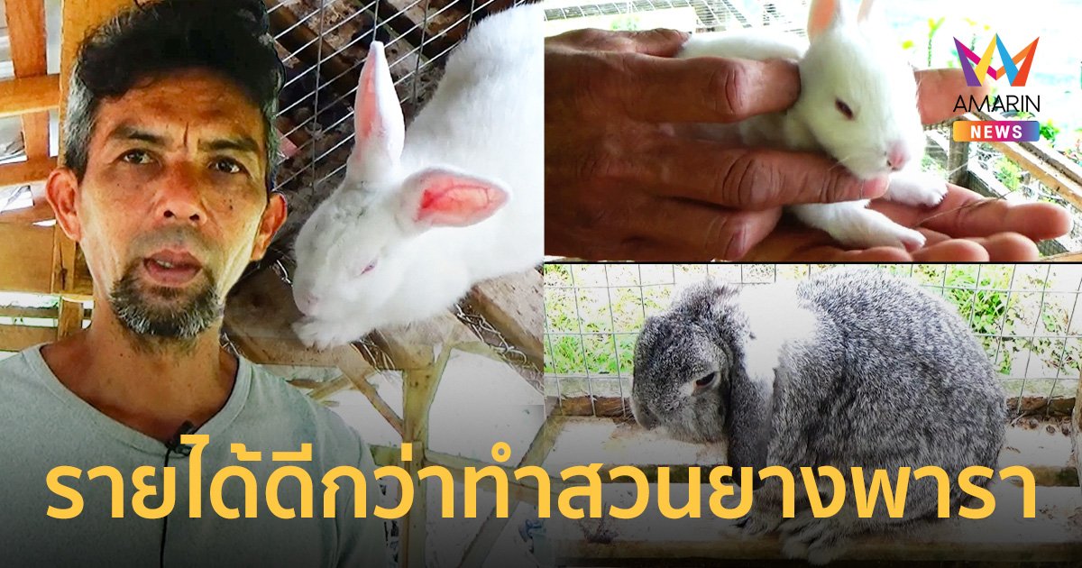 จ.ตรัง เลี้ยงกระต่ายเนื้อ-กระต่ายสวยงาม รายได้ดีกว่าทำสวนยางพารา