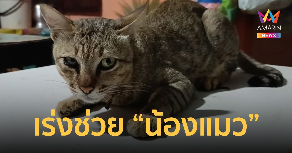สุดเวทนา! “แมว” ถูกลูกดอกยิงปักคอ ปศุสัตว์รุดช่วยจนปลอดภัย