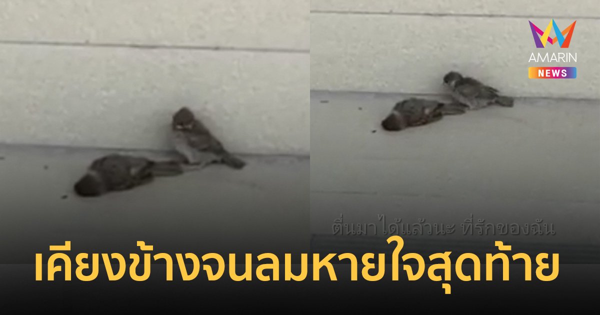 ซึ้งปนเศร้า! นกกระจิบบินชนกระจกคอหักตาย ตัวเมียเคียงข้างลมหายใจสุดท้าย