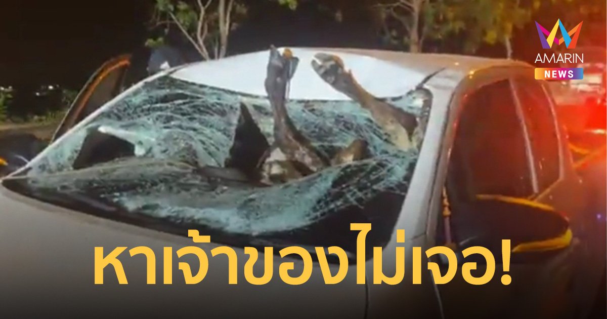 วัววิ่งตัดหน้ากระบะชนทะลุกระจกตายคารถ คนขับเจ็บ ส่วนเจ้าของวัวหาไม่เจอ