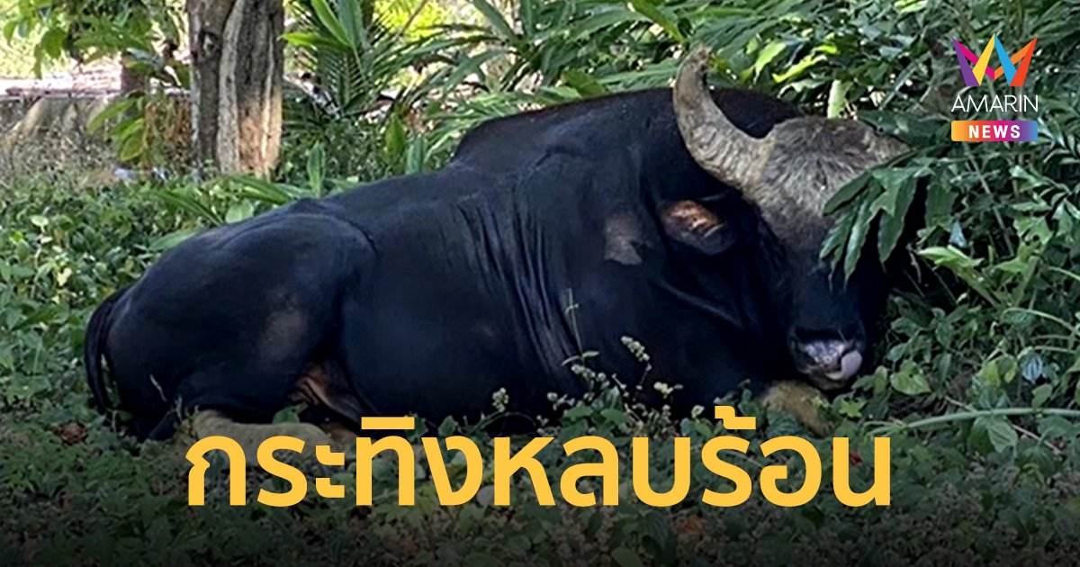 เจ้าทองดี กระทิงป่าขวัญใจ นทท.วังน้ำเขียว ลงเขาหลบร้อนในสวนชาวบ้าน