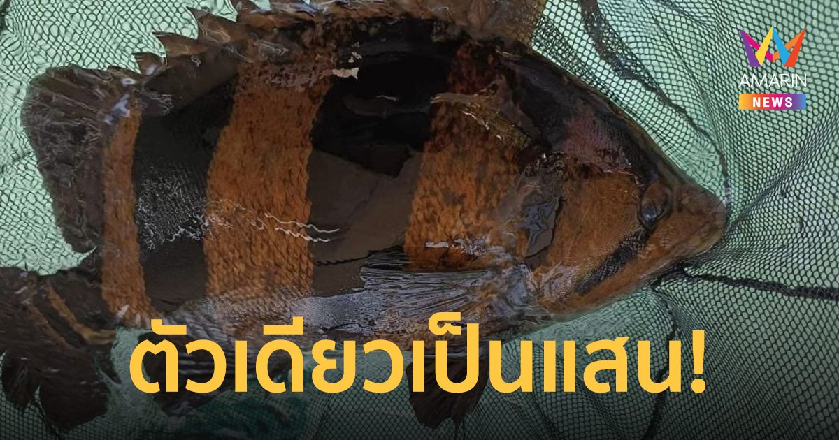 ฮือฮา! โพสต์ขายปลาตัวละ 450,000 ชาวเน็ตเมนต์สุดขลัง ตัวแรร์หายากมาก