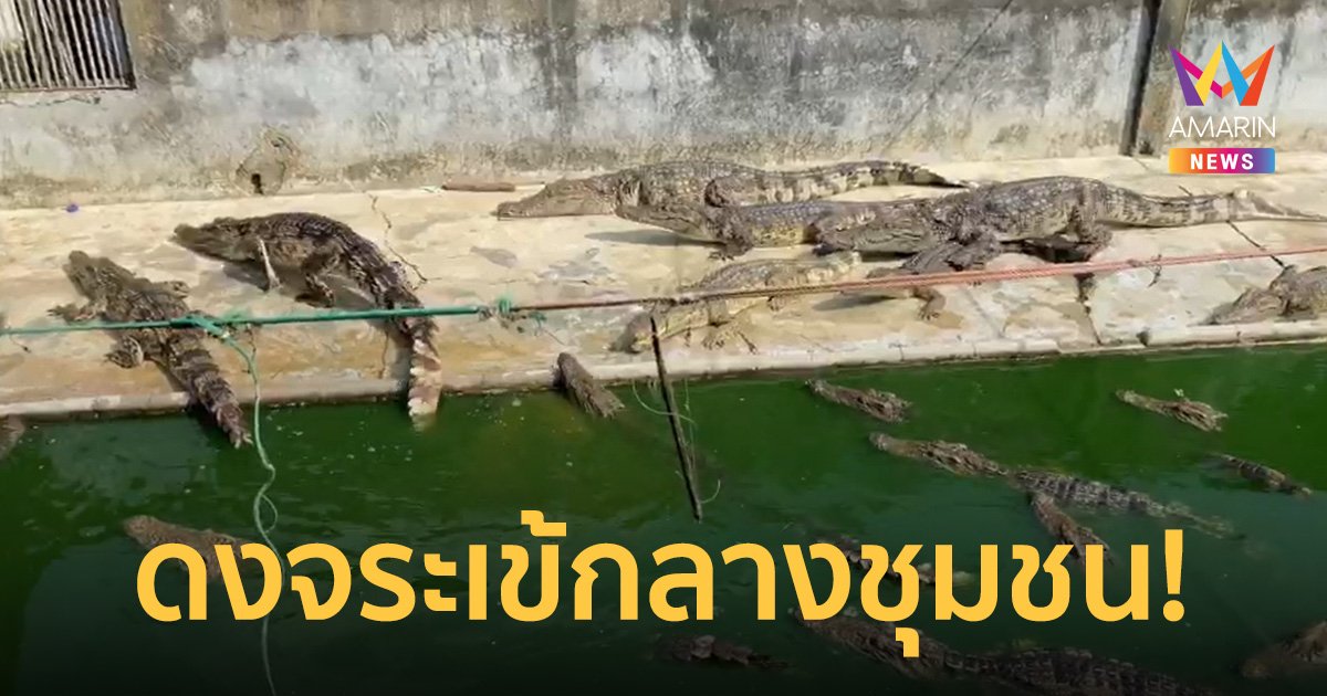 ชาวบ้านผวา! จระเข้นับร้อย ถูกปล่อยทิ้งในบ่อเลี้ยงร้าง หลังเจ้าของเสียชีวิต
