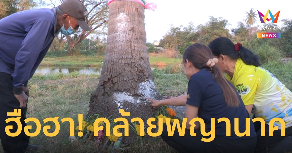 ฮือฮา! ยอดมะพร้าวสูงกว่า 15 เมตร รูปร่างคล้ายพญานาค