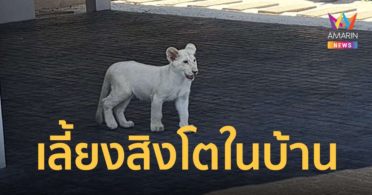 ผวาทั้งซอย! คนจีนเลี้ยง "สิงโต" ในบ้าน จนท.เผยเลี้ยงได้ แต่ต้องมีใบอนุญาต