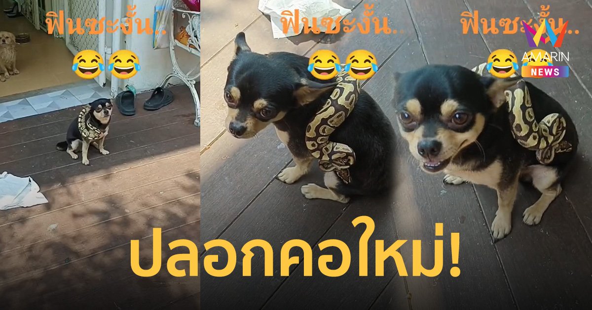 มิตรภาพระหว่าง 'น้องหมากับน้องงู' ที่ทำให้เหล่าคนรักสัตว์ต้องใจละลาย