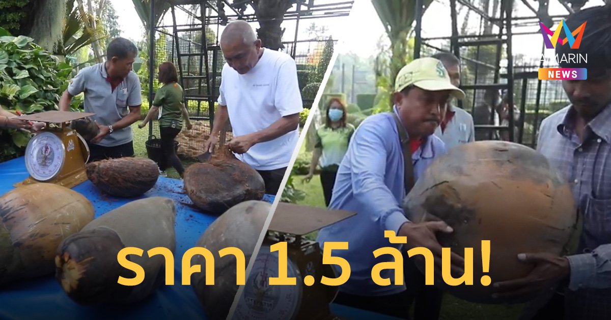 ฮือฮา! มะพร้าวทะเล ผลไม้ใหญ่ที่สุดในโลก ขาย 11 ลูก ราคา 1.5 ล้านบาท