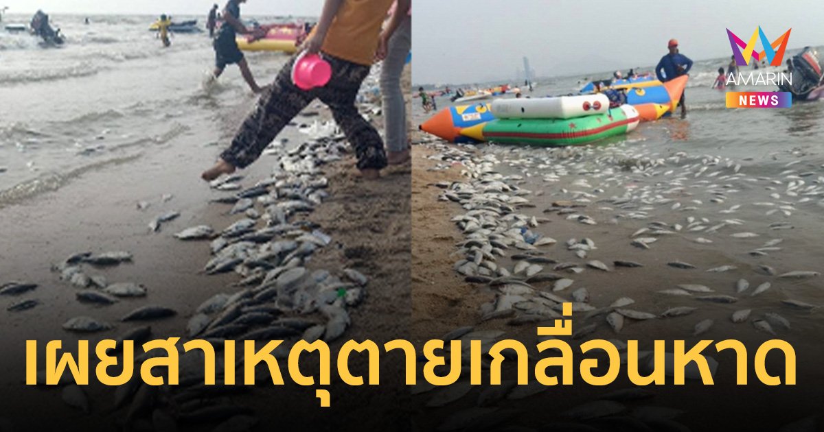 เผยเหตุปลาตายเกลื่อนหาดบางแสน "นายกตุ้ย" สั่งเก็บกวาด น้ำทะเลใสสะอาดเหมือนเดิม