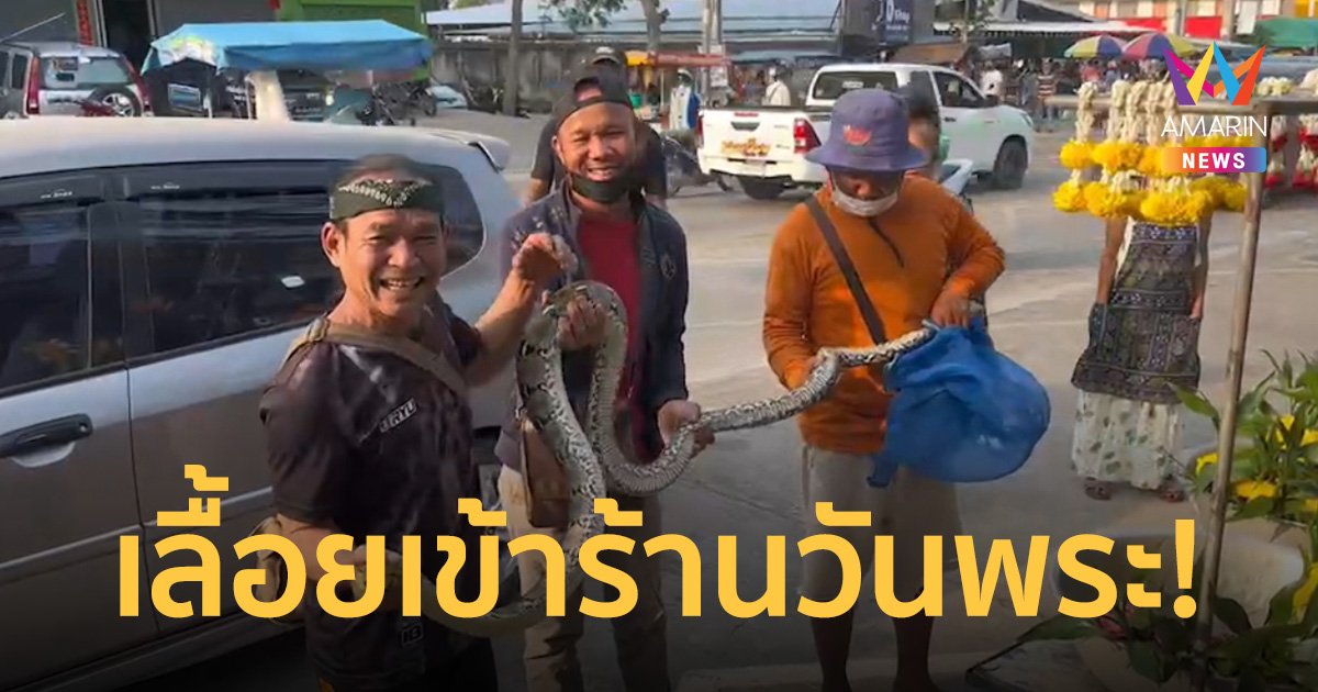 งูเหลือมยาว 3 เมตรเลื้อยเข้าร้านสังฆภัณฑ์วันพระ คอหวยไม่พลาดตีเลขเด็ด!