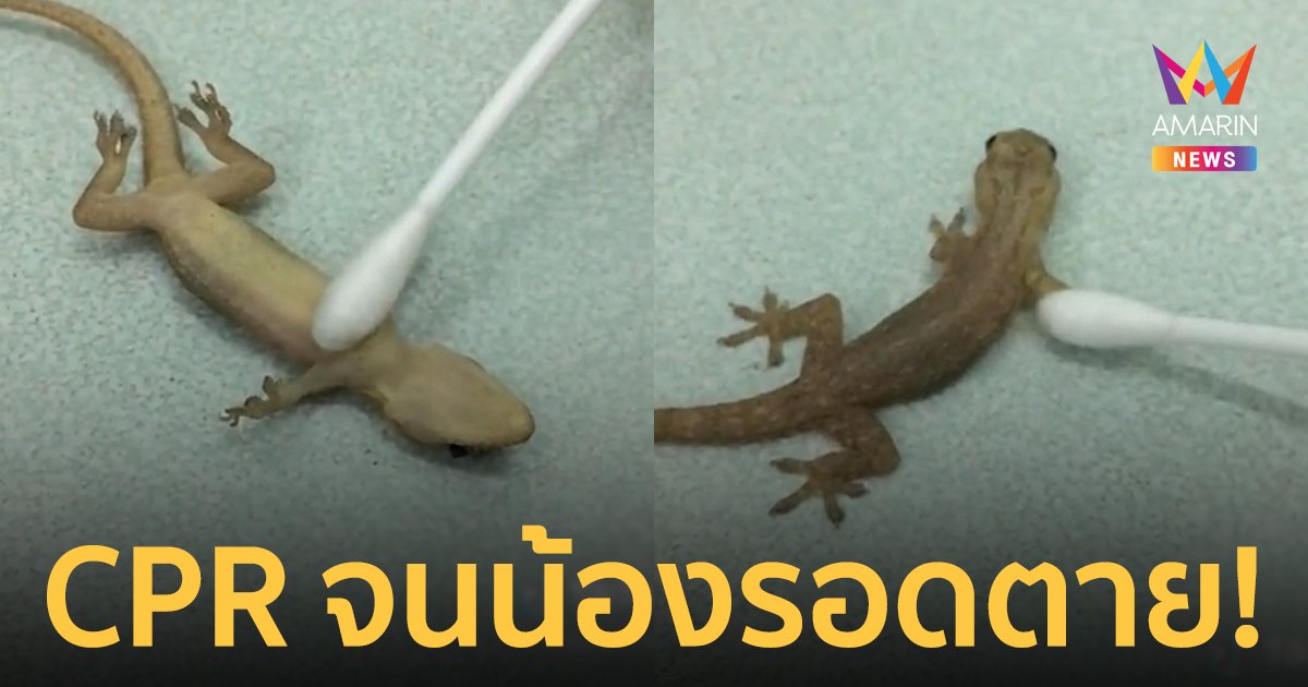 นาทีชีวิต! หนุ่มทำ CPR ช่วยชีวิตจิ้งจกตกถังน้ำแข็ง จนน้องรอดตาย