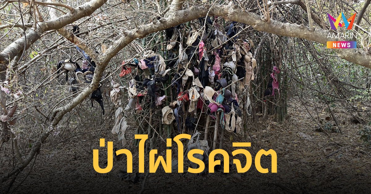 ตะลึง! พบชุดชั้นในนับร้อยตัว ห้อยอยู่ในกอไผ่หลังโรงพยาบาล เชื่อเป็นฝีมือพวกโรคจิต