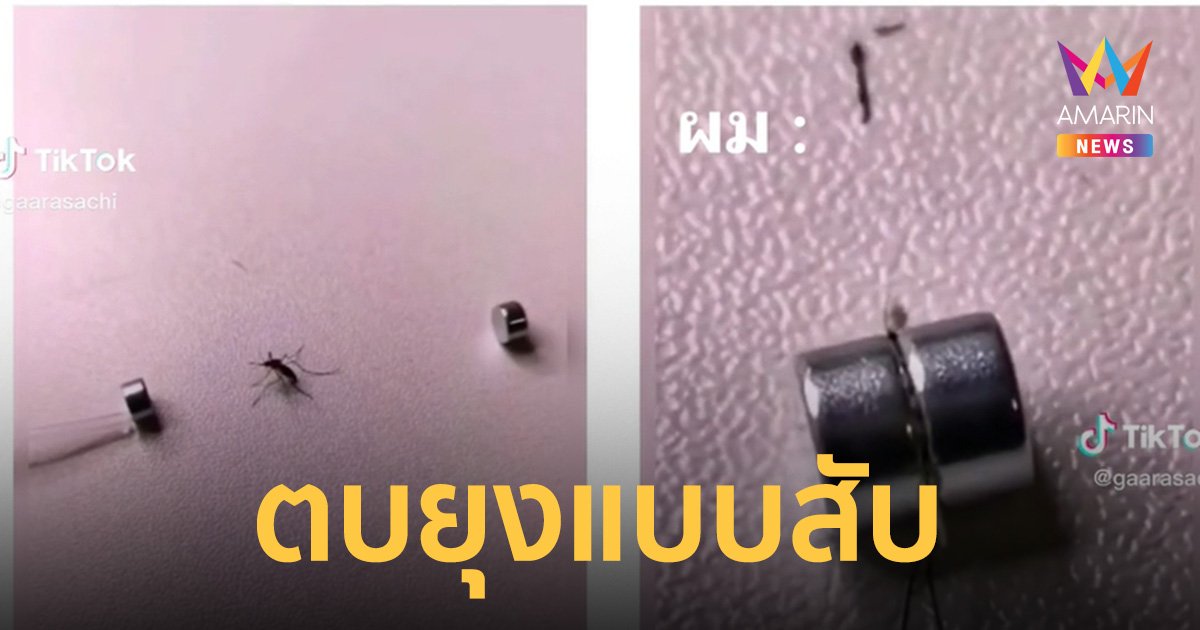 มิติใหม่ของการตบยุง เมื่อการตบยุงด้วยมือเป็นบาป จึงใช้ฟิสิกส์เข้าช่วย