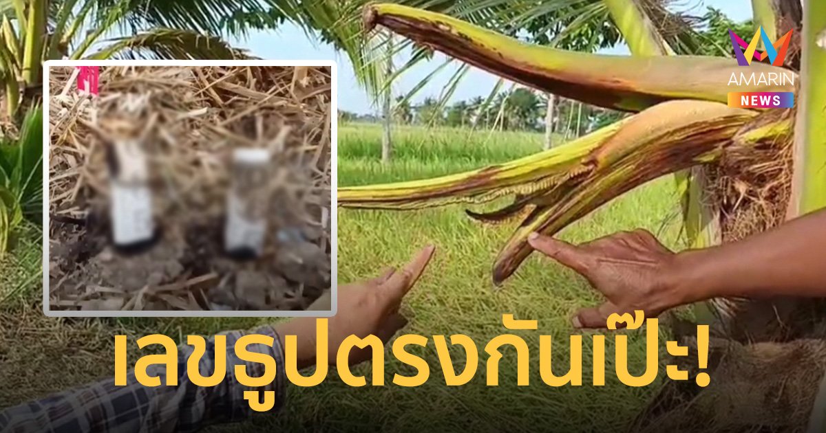 คอหวยตะลึง! จุดธูปใต้ต้นมะพร้าวคล้ายพญานาค 2 ดอก ได้เลขตัวเดียวกัน ซ้ำทะเบียนรถ