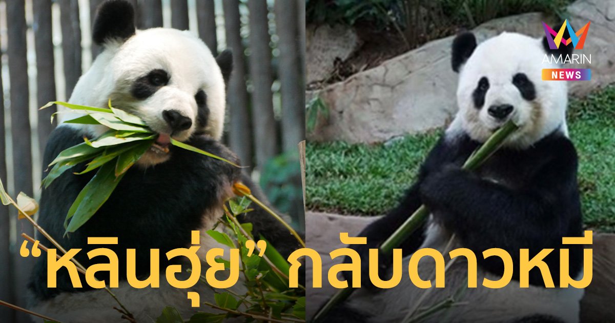 ด่วน! “หลินฮุ่ย” แพนด้าดัง สวนสัตว์เชียงใหม่ ตายแล้ว