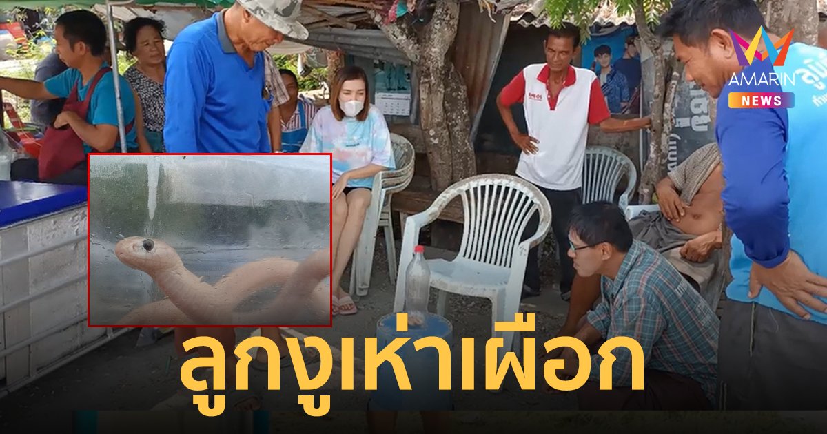 ฮือฮา! งูเห่าเผือกเลื้อยตัดหน้าขณะเดินเข้าบ้าน เจ้าของเชื่อมาให้โชค