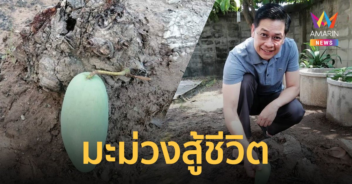 สุดทึ่ง! "มะม่วงสู้ชีวิต" เกิดจากตอที่ถูกตัดมา 16 ปี มีเหลือรอดเพียงลูกเดียวเท่านั้น