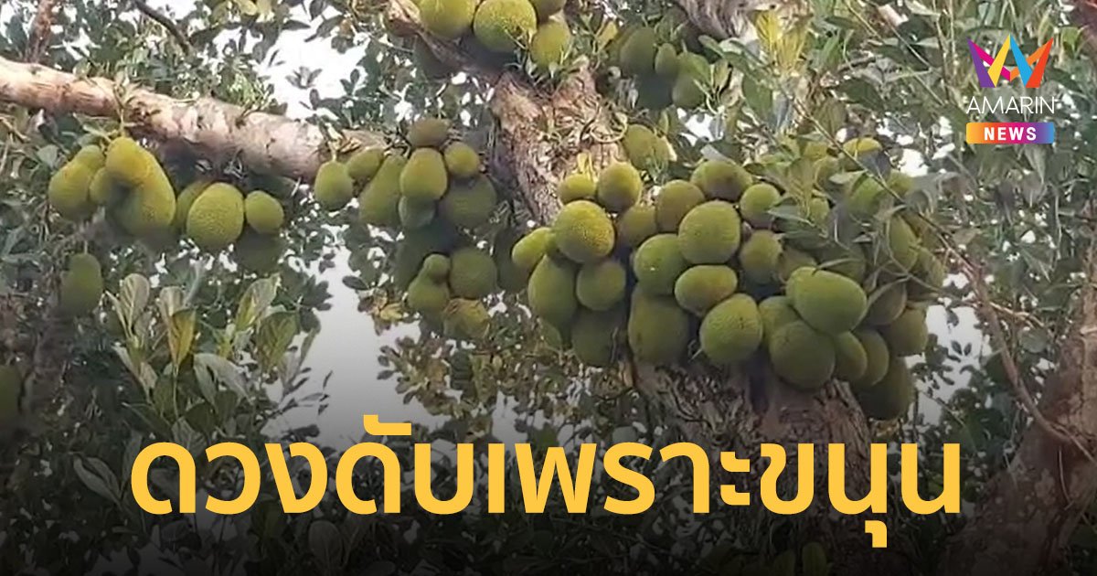 ขนุนเป็นเหตุ! หนุ่มใหญ่คนเหนือเชื่อกินขนุนวันปากปีจะโชคดี ปีนขึ้นไปเก็บตกลงมาตาย