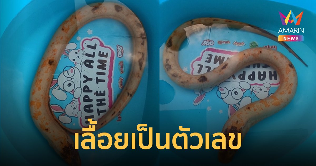 ฮือฮา! ปลาไหลเผือกสีทองลายจุด เลื้อยเป็นตัวเลขเชื่อให้โชค