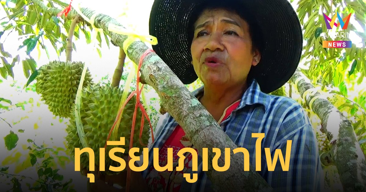 ทุเรียนภูเขาไฟ แห่งเดียวใน จ.ตรัง ติดดอกออกผลตลอดทั้งปี การันตีความอร่อย