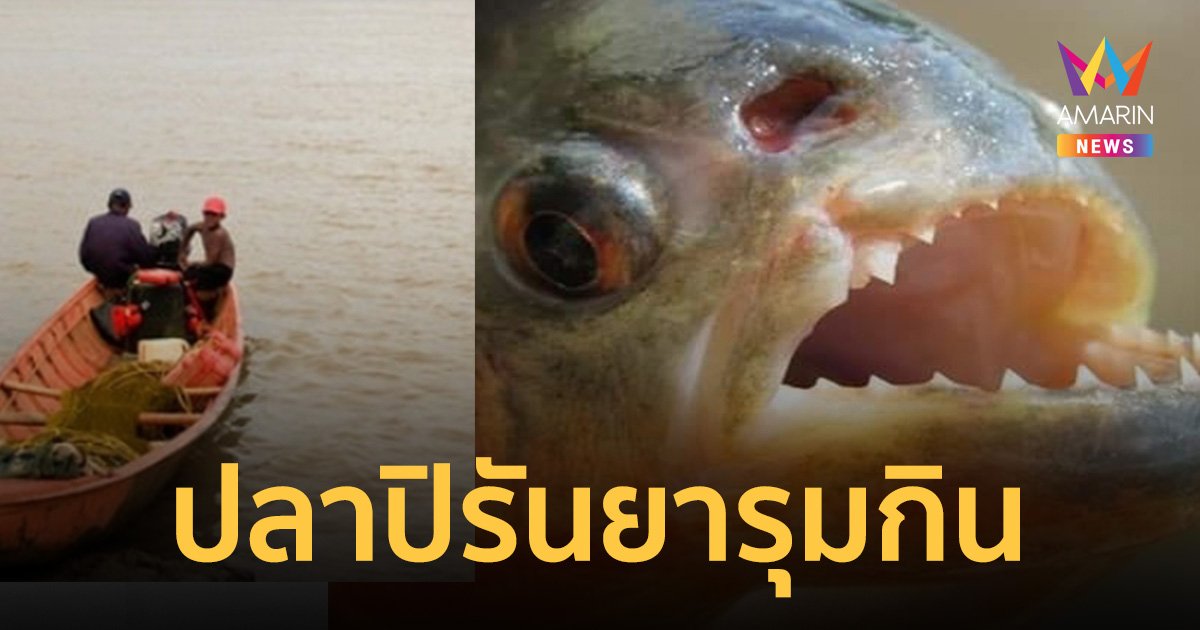 พ่อแม่ลูกพลัดตกเรือ ถูกฝูง "ปลาปิรันยา" รุมกิน สลดร่างที่พบ