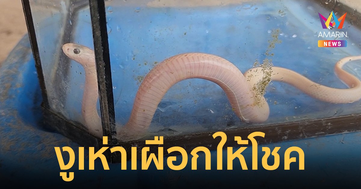 แห่ส่องเลขเด็ด 2/5/66 งูเห่าเผือก ชาวบ้านเชื่อมาให้โชค