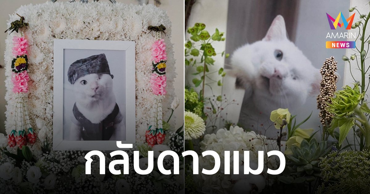ทาสแมวเศร้า! "ลุงเสือขาว"แมวไอดอลกลับดาวแมวแล้ว