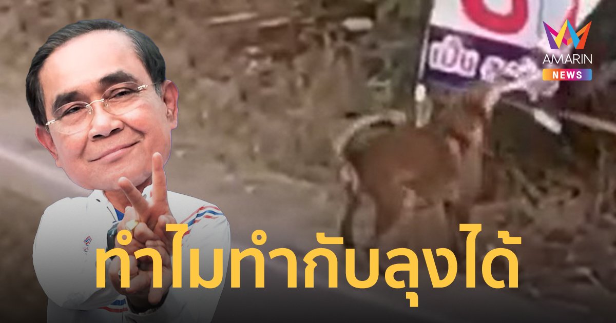 พบตัวการ ทำลายป้ายหาเสียงพรรคลุงตู่ !!!