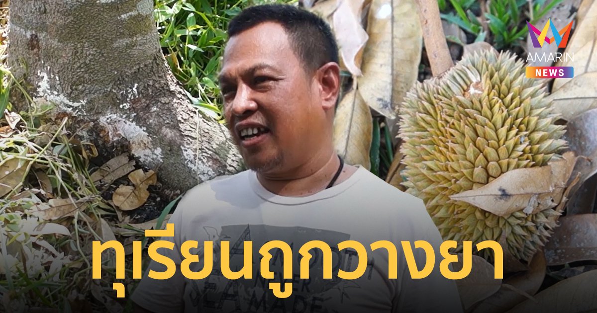 เจ้าของสวนน้ำตาคลอ ทุเรียนถูกวางยา ทยอยยืนต้นตาย-ผลร่วง เสียหายรวม 30 ล้านบาท