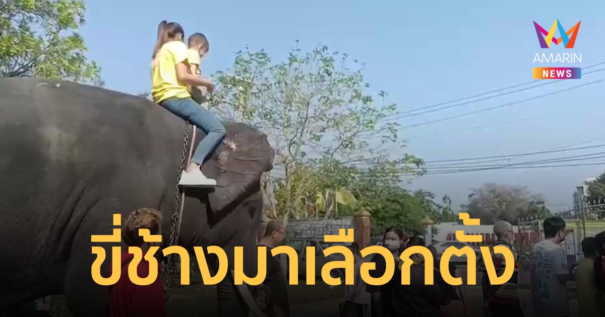 ขี่ช้างมาเลือกตั้ง! อยุธยาคึกคักควาญช้างขี่ช้างมาใช้สิทธิเลือกตั้ง