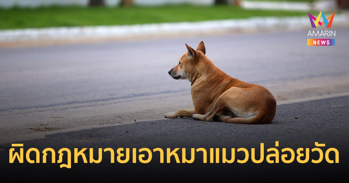 แอบเอาหมาแมวไปปล่อยวัด  ผิดกฎหมาย เปิดบทลงโทษเตือนใจ "ไม่รัก อย่าเลี้ยง"