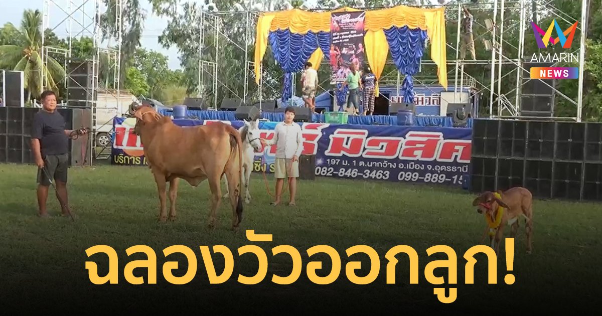 ตำนานบทใหม่! สุดดีใจจ้างวงดนตรีฉลองวัวออกลูก ตั้งชื่อให้ "น้องเรนนี่"