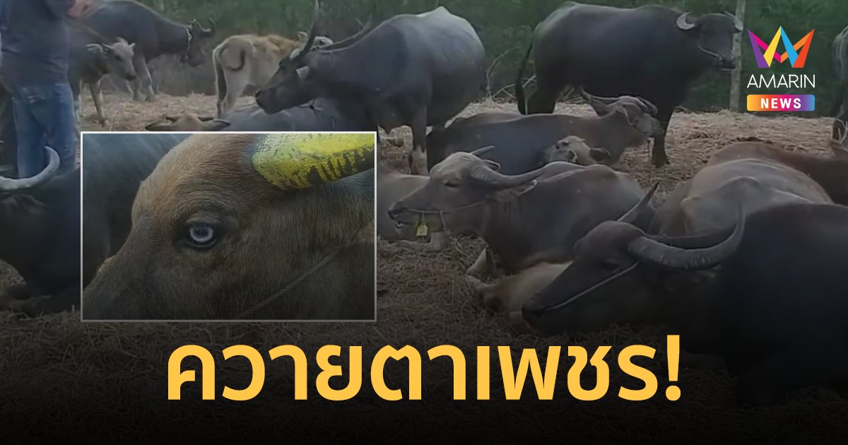 ฮือฮา! "ควายตาเพชร" หลังนักธุรกิจใจบุญไถ่ชีวิตควายกว่า 208 ตัว