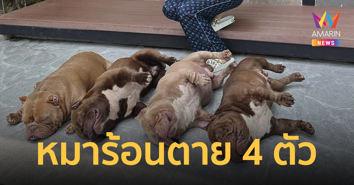 อุทาหรณ์คนเลี้ยงสุนัข แอร์ดับ หมาร้อนขาดอากาศหายใจตาย 4 ตัว คาดเกิดจากฮีทสโตรก