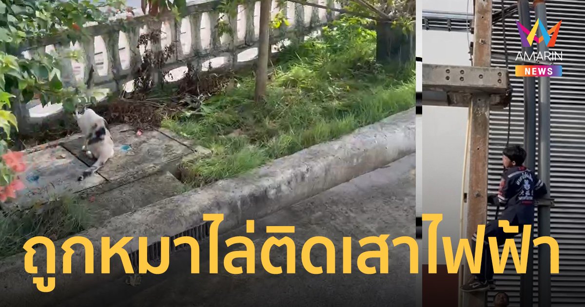 ช่วยระทึก ! เหมียวหนีหมาไล่ฟัดขึ้นเสาไฟฟ้า ลงเองไม่ได้
