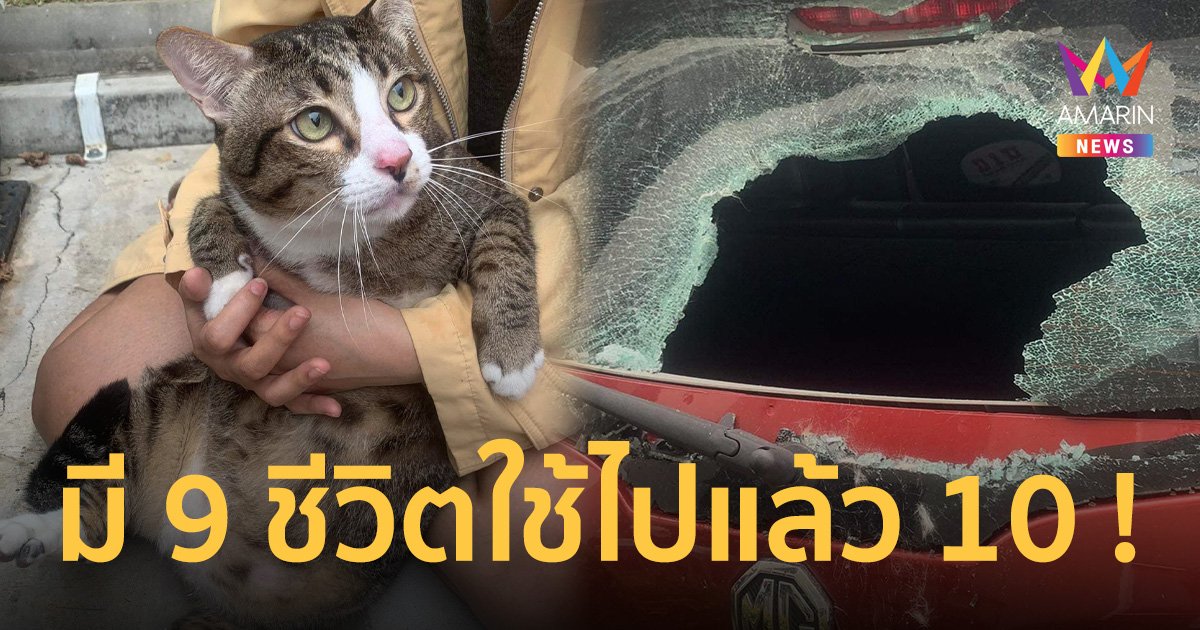 แมวอ้วนหนัก 8 กิโลฯ ร่วงคอนโดฯ 6 ชั้น ตกใส่รถยนต์กระจกทะลุรอดปาฏิหาริย์