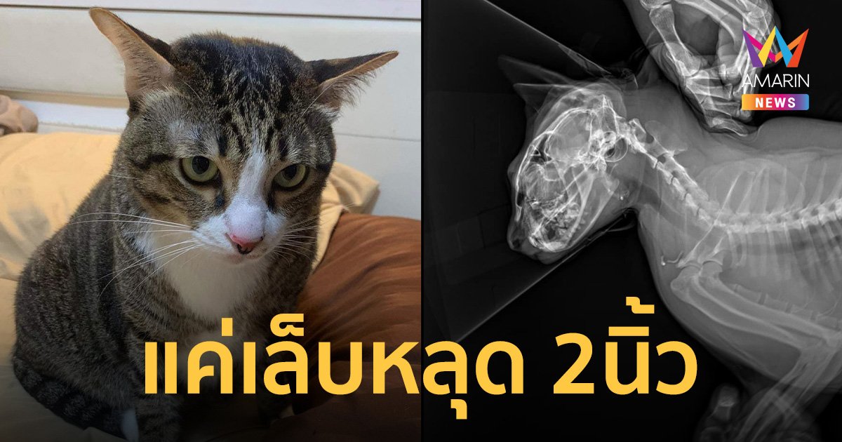 อัปเดตอาการ "แมวอ้วนตกคอนโดฯ" เอกซเรย์แล้วปลอดภัย แค่เล็บหลุด 2 นิ้ว
