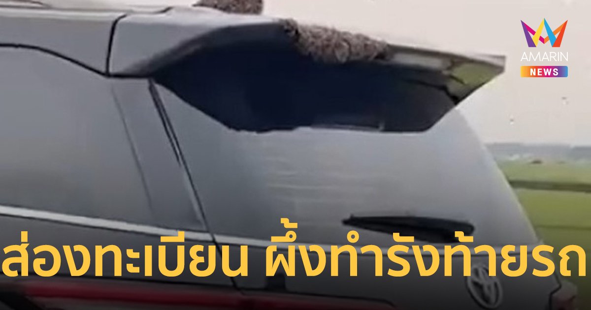 ผึ้งทำรังท้ายรถว่อนโซเชียล คอเสี่ยงโชคแห่ดูทะเบียนรถป้ายแดง