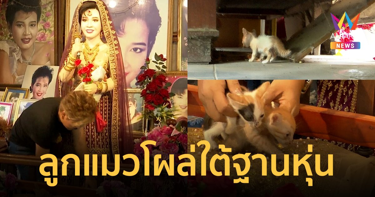 แห่ตีเลข ! ลูกแมว 3 ตัว โผล่ใต้ฐานหุ่นแม่ผึ้ง พุ่มพวง ดวงจันทร์