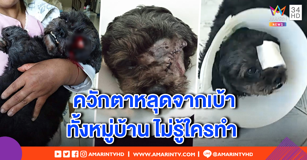 สะเทือนใจคนรักหมา! "นาวิก" พุดเดิ้ลโดนควักตาบอด เจ้าของเดือดจ่อแจ้งความ ให้เวลา 3 วันคนทำมาขอโทษ