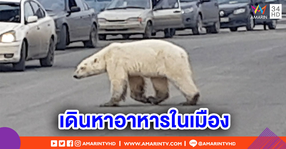 หมีขั้วโลกหิวโซ เดินเร่รอนหาอาหารในเขตเมืองรัสเซีย