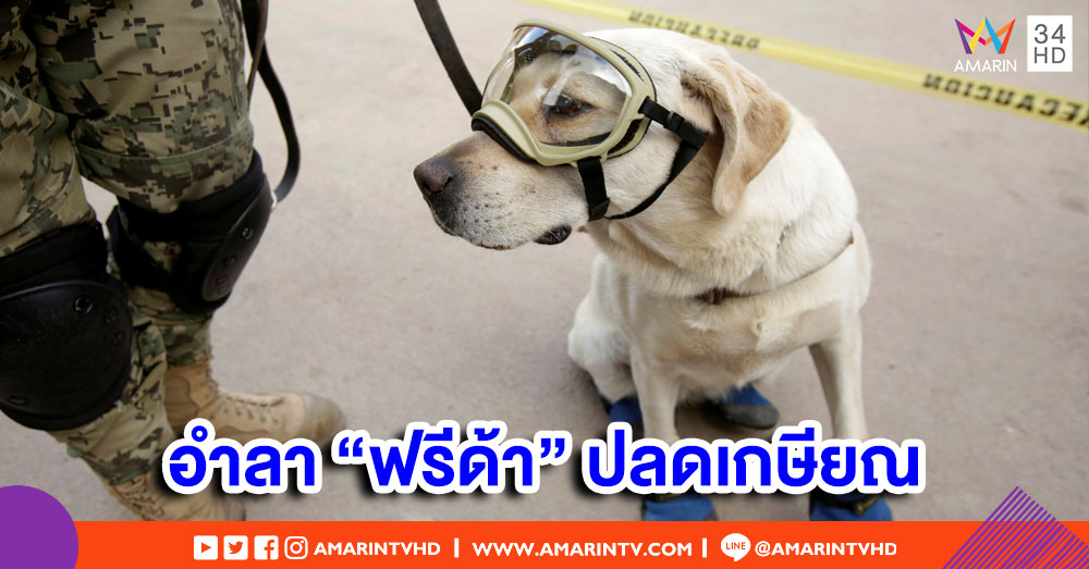 เม็กซิโกจัดพิธีอำลาตูบกู้ภัยชื่อดัง เกษียณอายุหลังทำงานมานานกว่า 9 ปี
